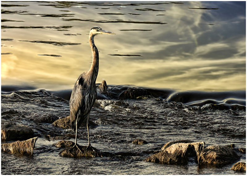 On Watch by Pat Stone